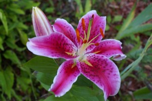 pink-day-lily-lisa-hebert